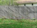 img019.jpeg.small.jpeg
