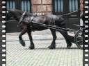 Thumbnail of video MVI_1922.AVI