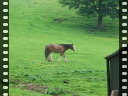 Thumbnail of video MVI_2277.AVI