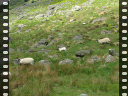 Thumbnail of video MVI_2537.AVI