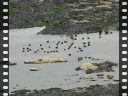 Thumbnail of video MVI_3012.AVI