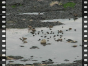 Thumbnail of video MVI_3016.AVI