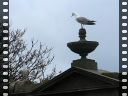 Thumbnail of video MVI_3033.AVI