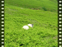 Thumbnail of video MVI_3320.AVI