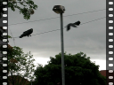 Thumbnail of video mvi_1990.avi